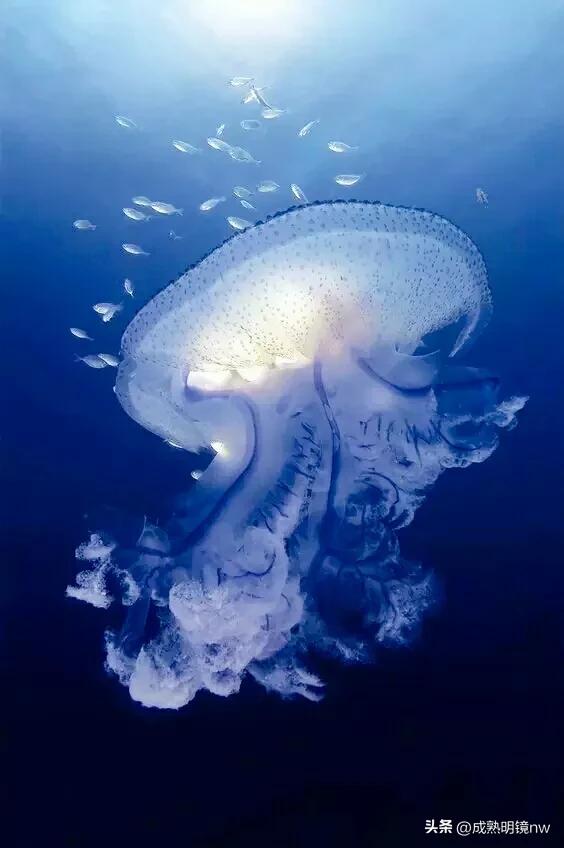 奇怪又美丽的水母,透明漂亮的水母