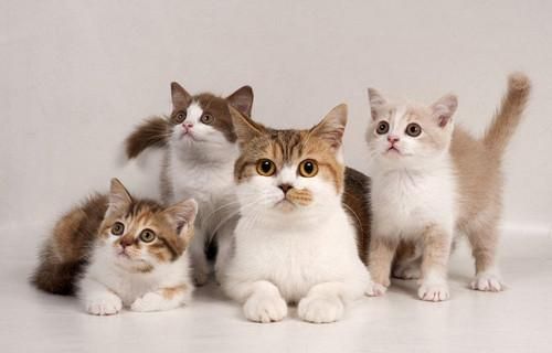 饲养猫咪的注意事项和禁忌,养猫咪幼崽的基础知识