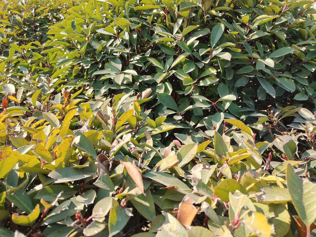 真我gtneo2t和真我gtneo闪速版,真我gtneo5将搭载240w快充