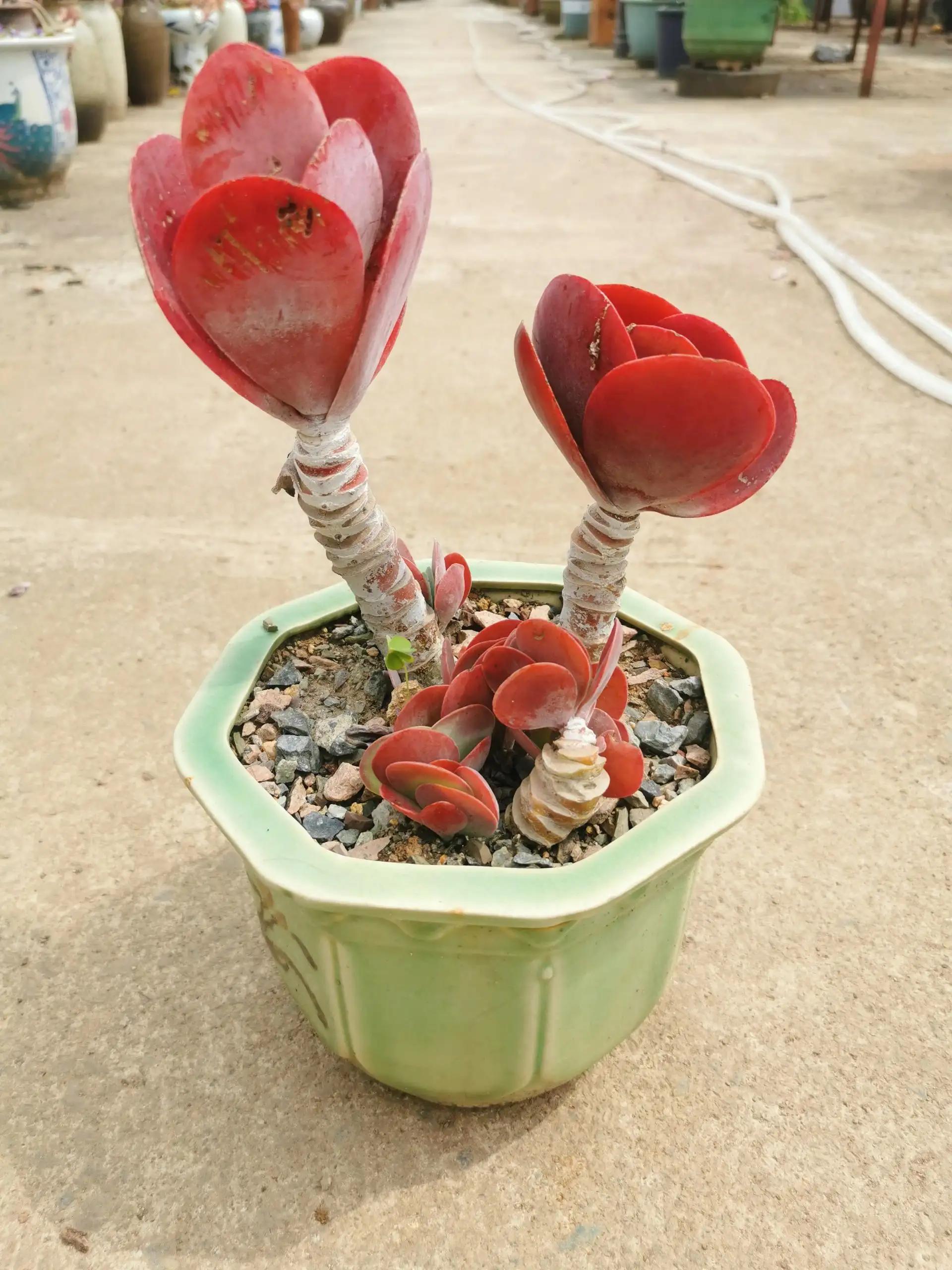 最具有观赏性的多肉植物,颜值高又好养活的多肉植物