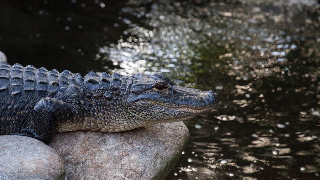 大白鲨咬合力真的只有400公斤吗,十大咬合力最强动物巨齿鲨