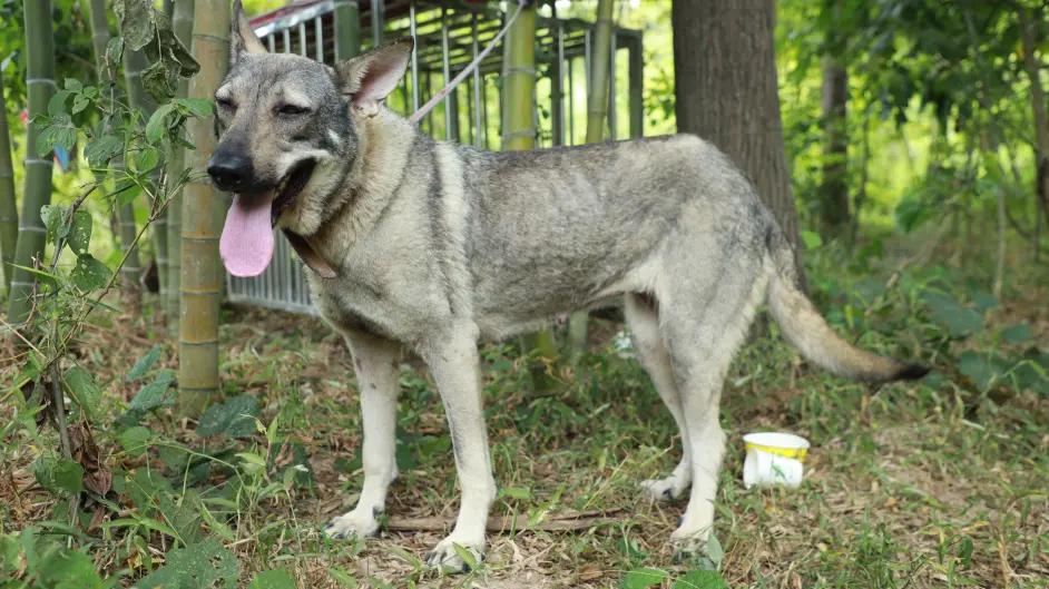 巨蟒流落荒岛,无人荒岛上的巨蟒