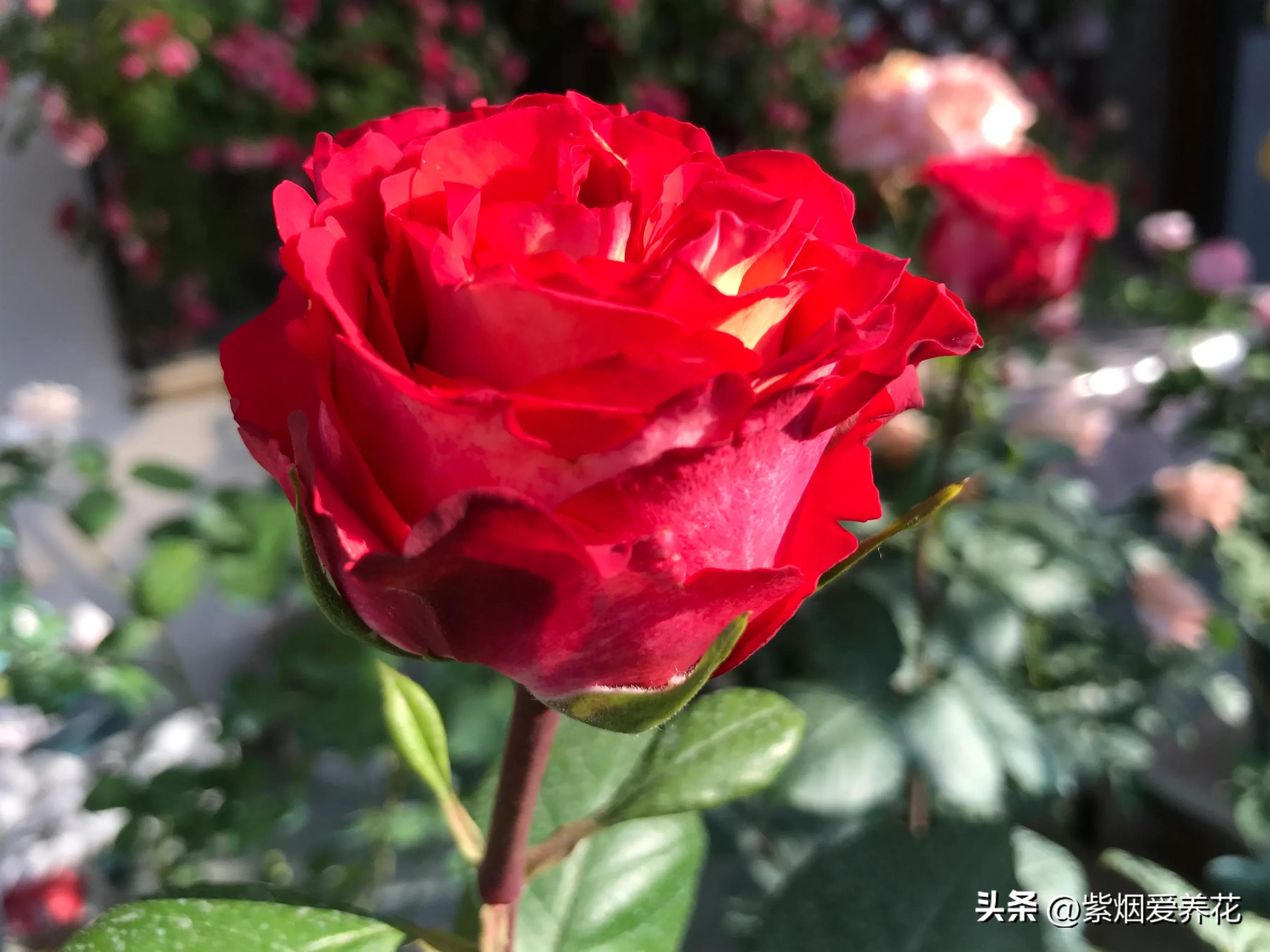 男人送女人一枝红色玫瑰花,送你永不凋谢的玫瑰花