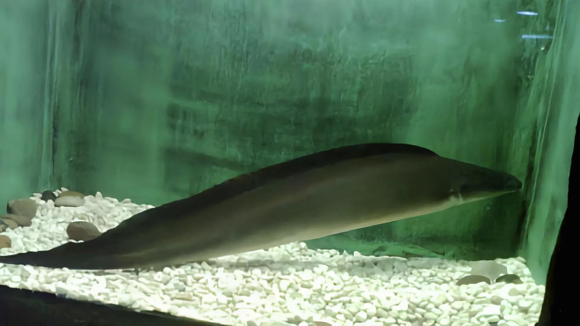 2020年禁养水产类名单,国家禁止放生的鱼类有哪些