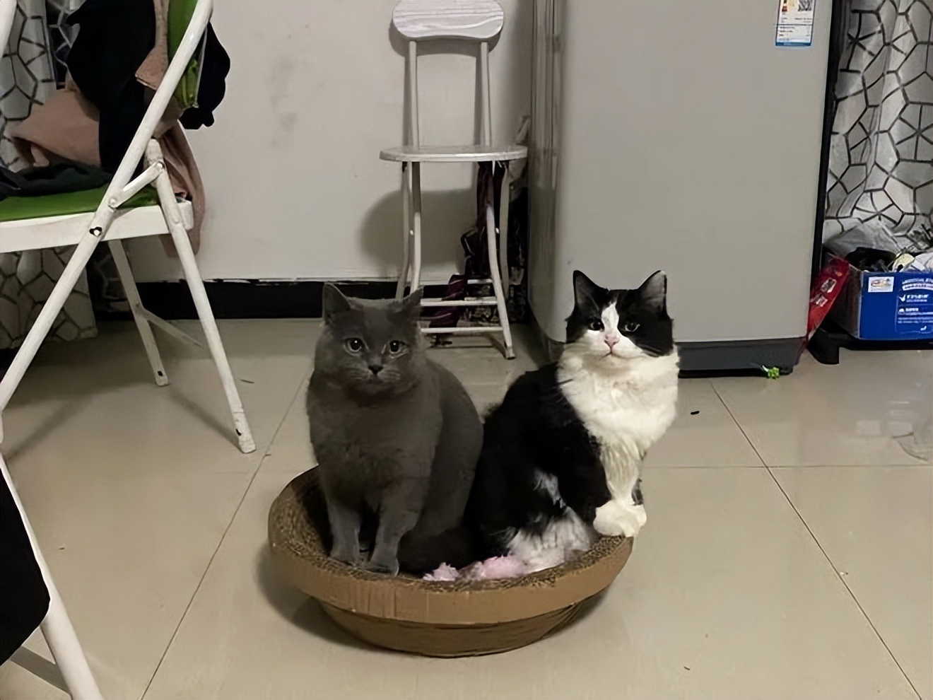 主人不在家猫咪乱拉乱尿什么原因,怎么去除猫咪的尿味让它不乱尿