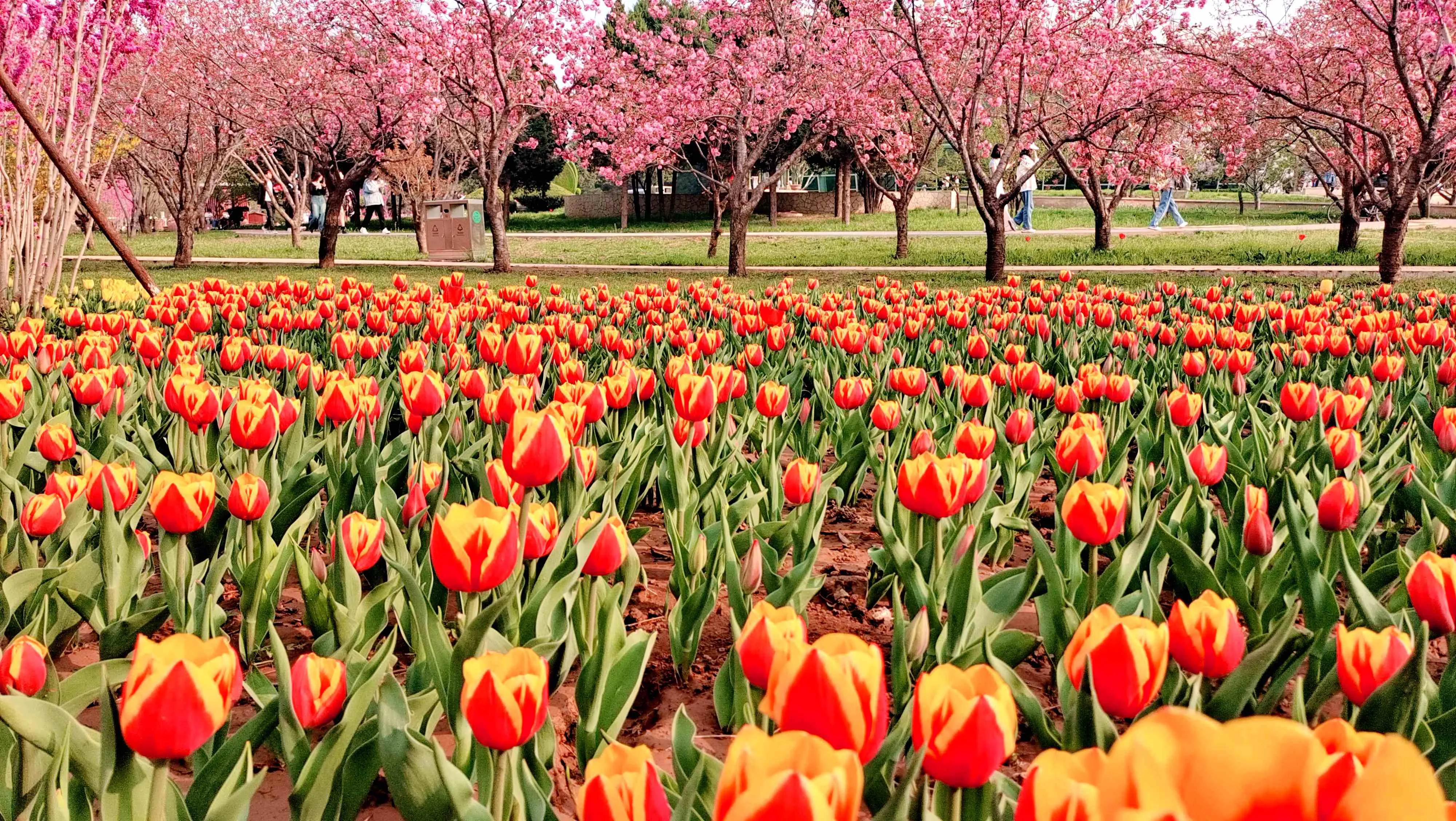 “解锁”郁金香花海！送你一份春色浪漫—石家庄市植物园第十七届郁金香文化节开幕