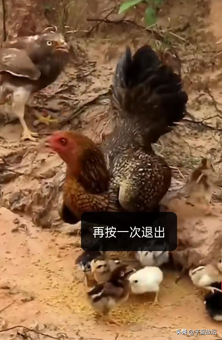 天干十个指什么,天干十神是什么意思对照表