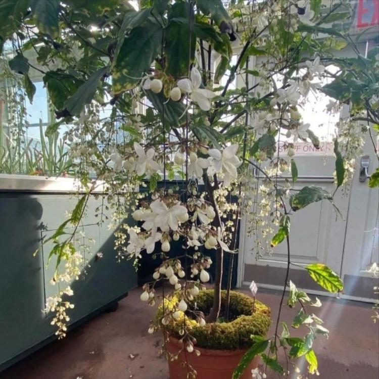 垂丝茉莉和茉莉花哪个好养,垂丝茉莉长花丝和新叶的区别