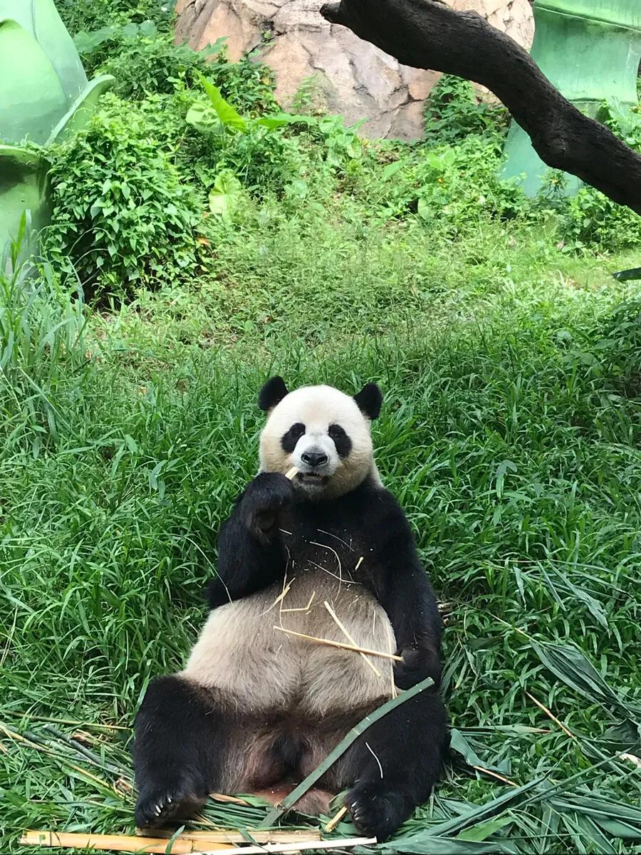 广州长隆野生动物园全部动物,广州长隆野生动物园所有动物介绍
