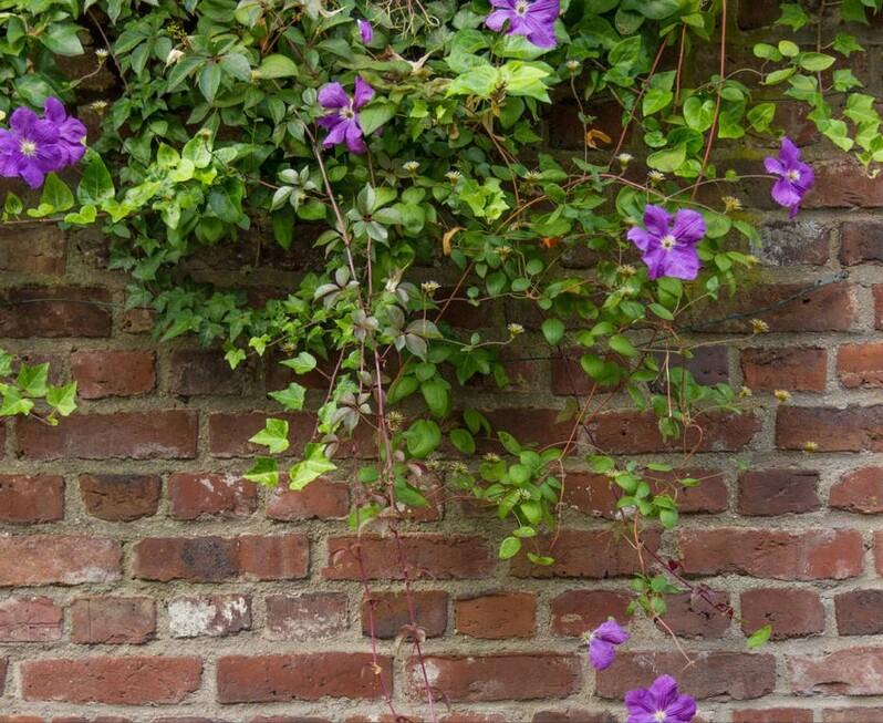 春三首-建彪-开平朗诵