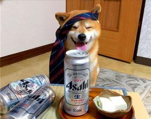 狗狗经常喝粥好吗,狗狗经常喝茶水好吗