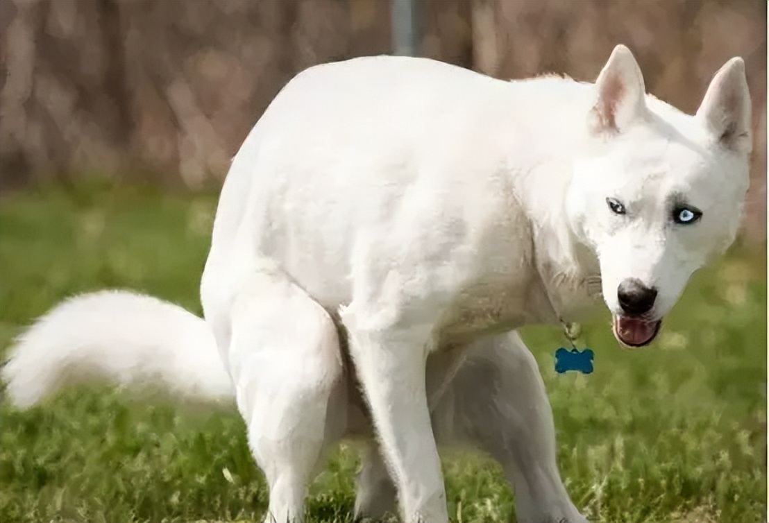 养狗10年才知道狗狗也会有胃胀气,养狗知识狗狗一天该拉几次粑粑
