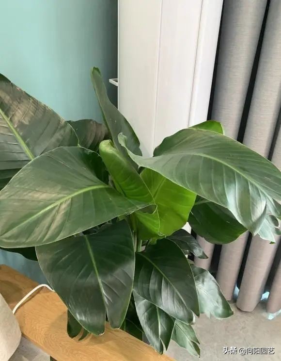 室外阳台观叶植物,阳台盆栽观叶植物