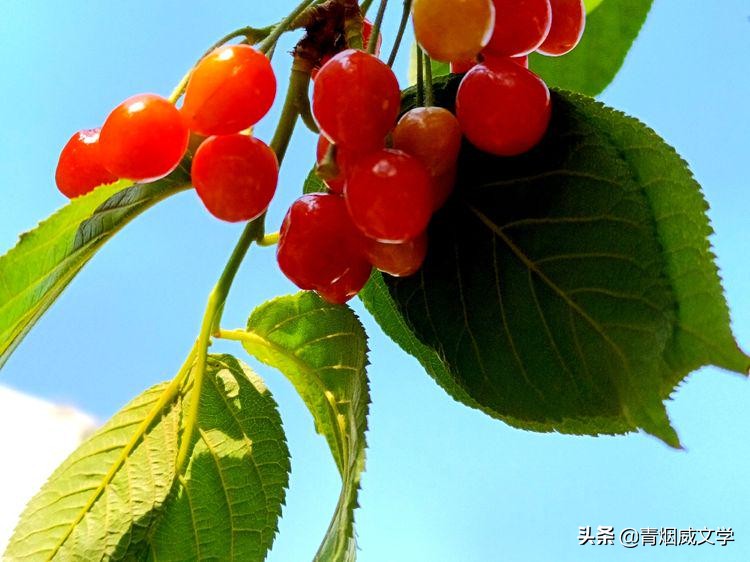 五下课外五首古诗,五下古诗第五首