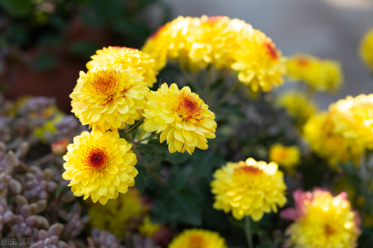 一花一世界经典图片,100种最美花卉图片