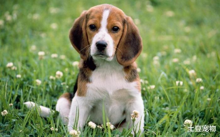 狗狗中暑的正确处理方法是什么,狗狗中暑的症状及处理方法有哪些