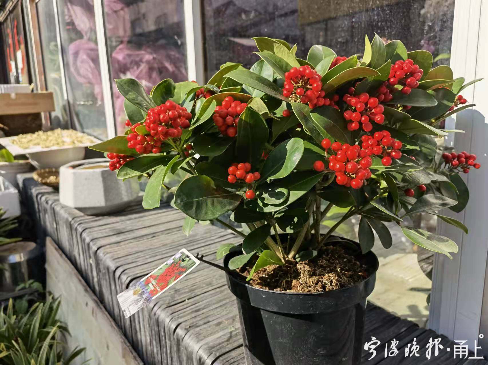 2024年宵花市场行情,今年年宵花市场