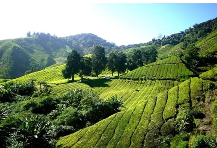 中国有机和绿色食品认证靠谱吗,中国有机和欧盟有机哪个好