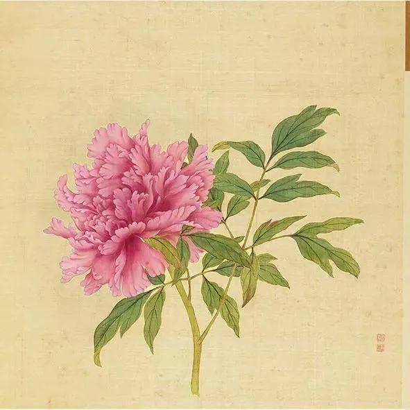 蒋廷锡牡丹画法,蒋廷锡百种牡丹画法