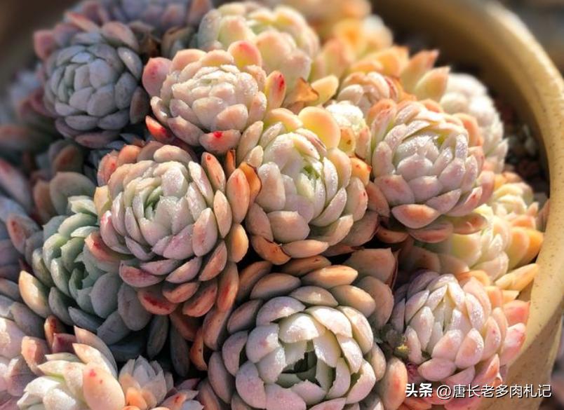 冰莓多肉怎么养护,多肉冰玫瑰换盆换多大的