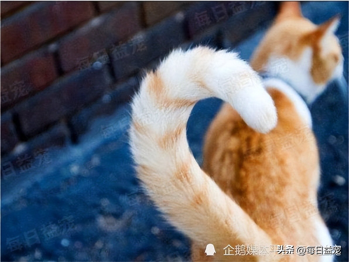 踢了猫咪肚子一脚呕吐,踢了猫肚子一脚有事吗