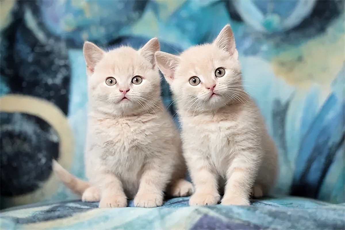 普安特驱虫药猫咪吃了正常反应,猫咪驱虫用大宠爱还是普安特