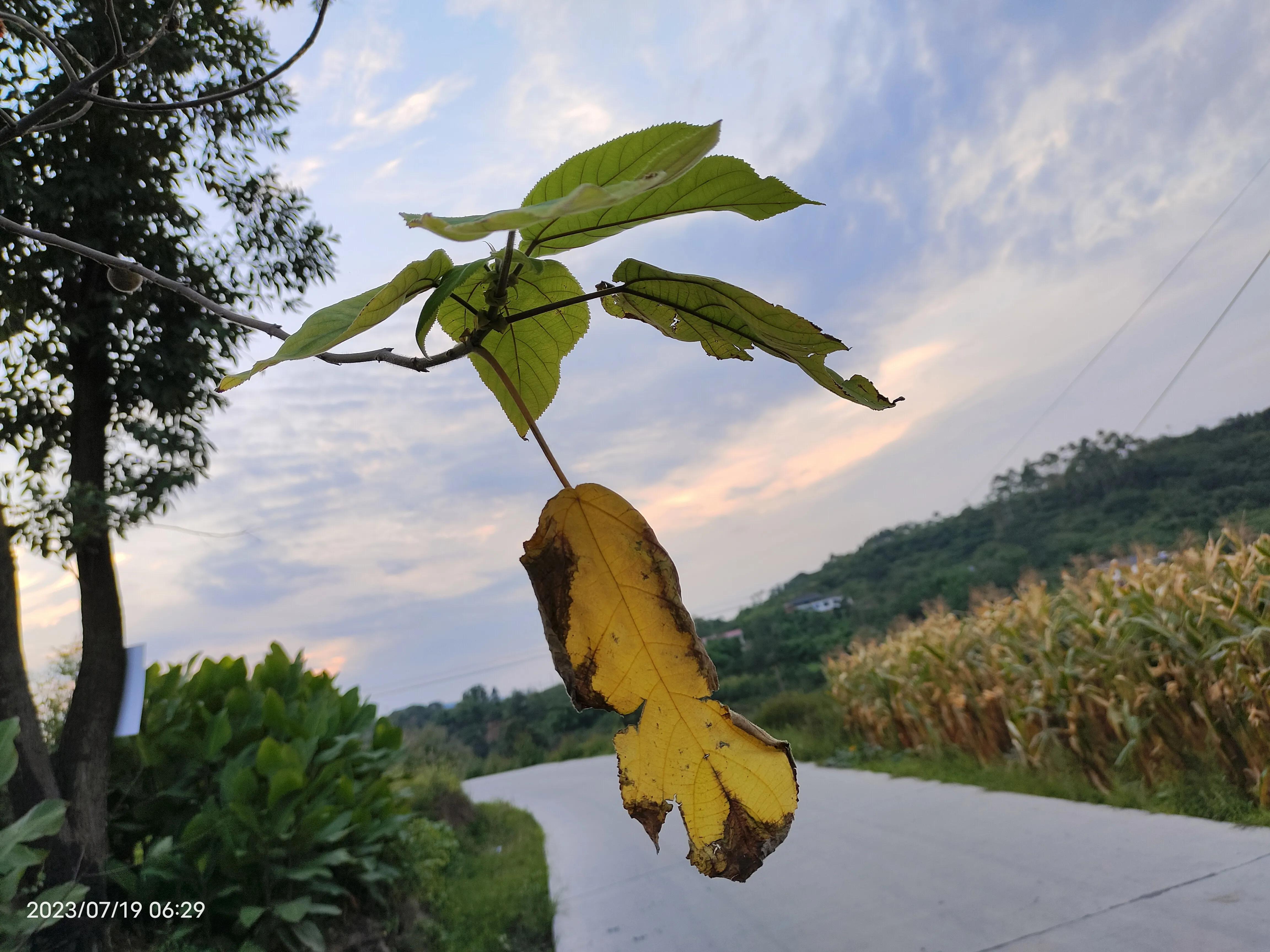 神马浮云飘渺,神马浮云抖音