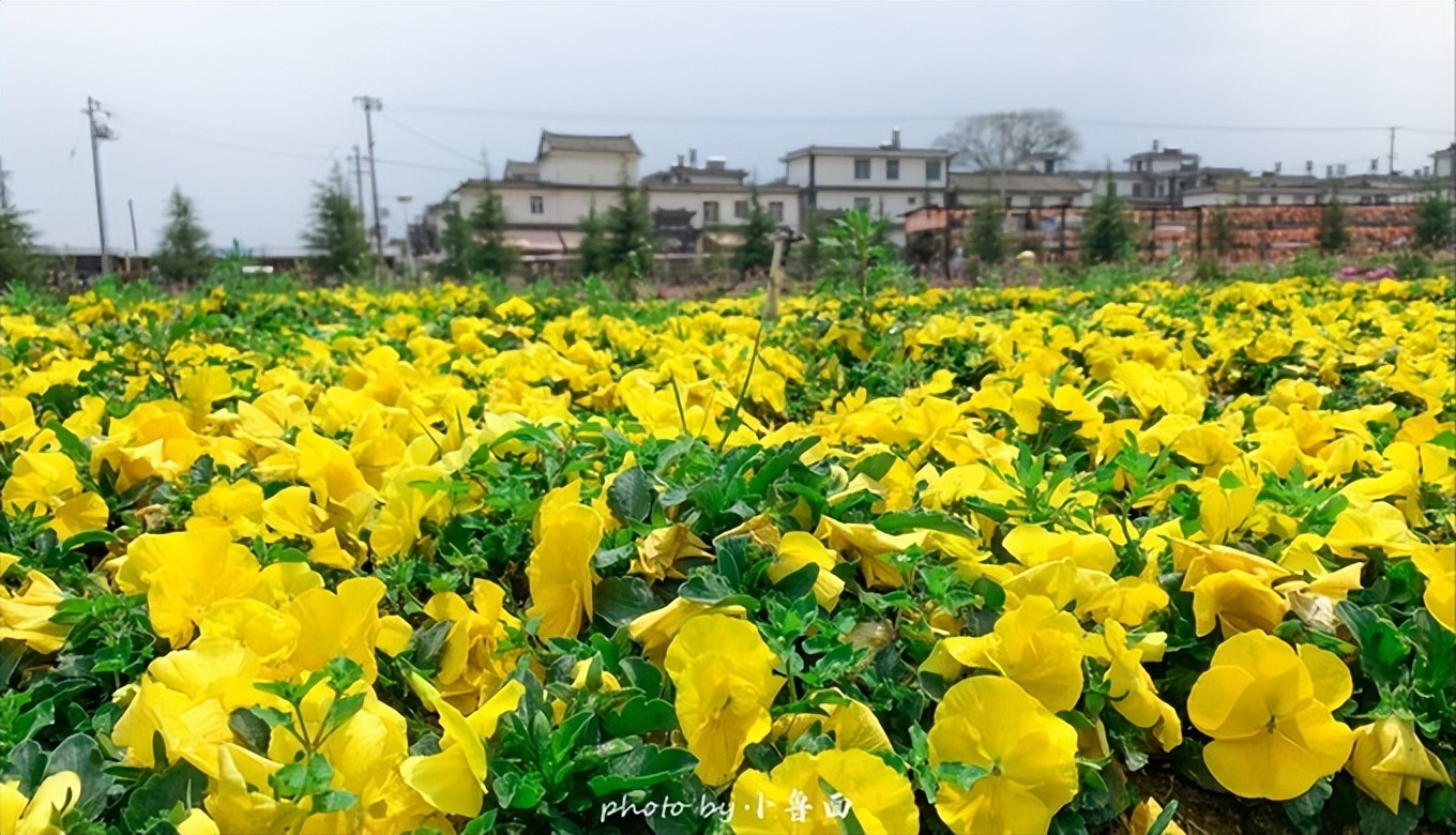 玩转云南自由行,昆明大理丽江6天5晚游多少钱