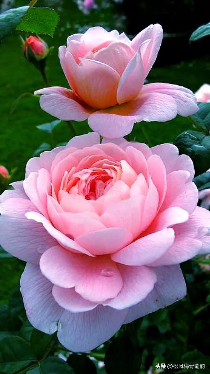 心若香茗静听花开的意思,心若香茗静听花开文案