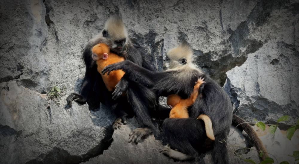 有性生殖与无性生殖后代,自由交配后代基因频率为什么不变