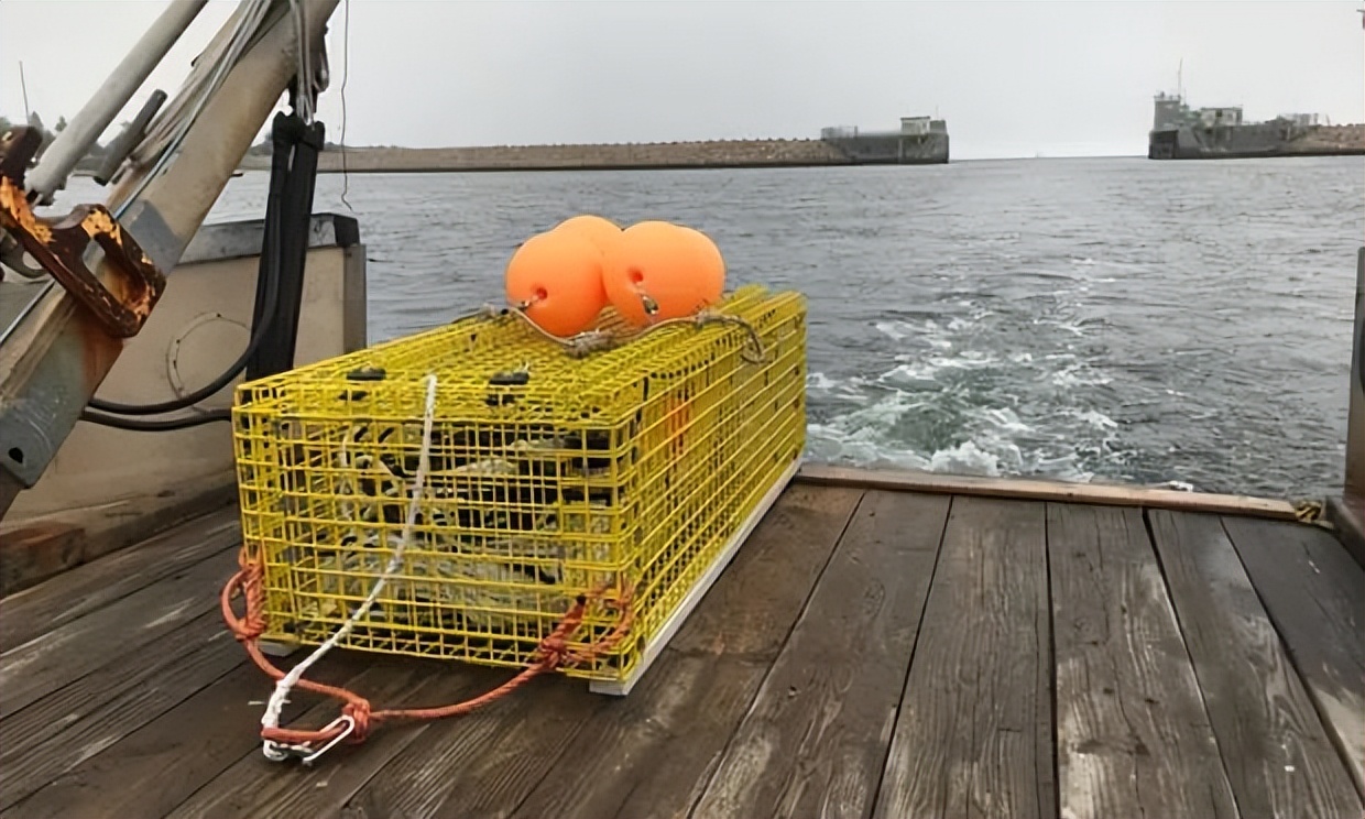 加拿大纽芬兰雪蟹捕捞,纽芬兰雪蟹