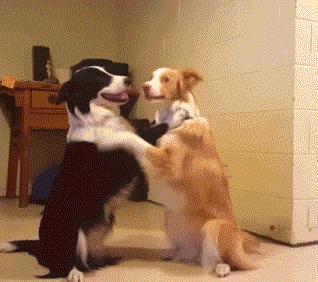 怎么挑选一只凶猛又护主人的狗,怎样挑选一只聪明又听话的狗