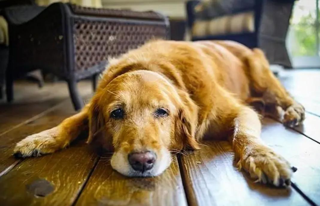 狗狗拉黑色的稀屎怎么回事,狗狗拉黑色稀便便是啥情况