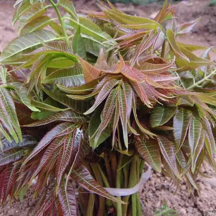 香椿炒鸡蛋致癌吗,香椿炒鸡蛋吃多了多久会中毒