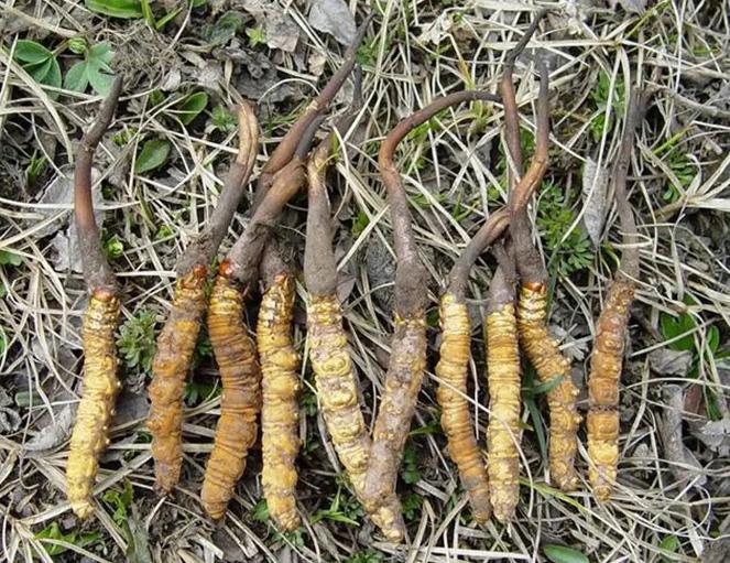 西藏虫草挖了一窝 (青海挖出最大虫草)