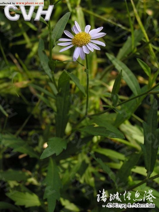 冠县常见野生保护植物,诸城野生动物排名
