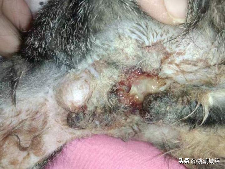 猫乳腺破溃,猫的肛门腺破溃怎么治疗