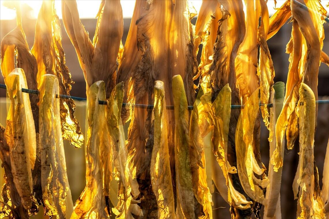 自制作梅干菜的三蒸三晒法,自制梅干菜三蒸三晒的做法