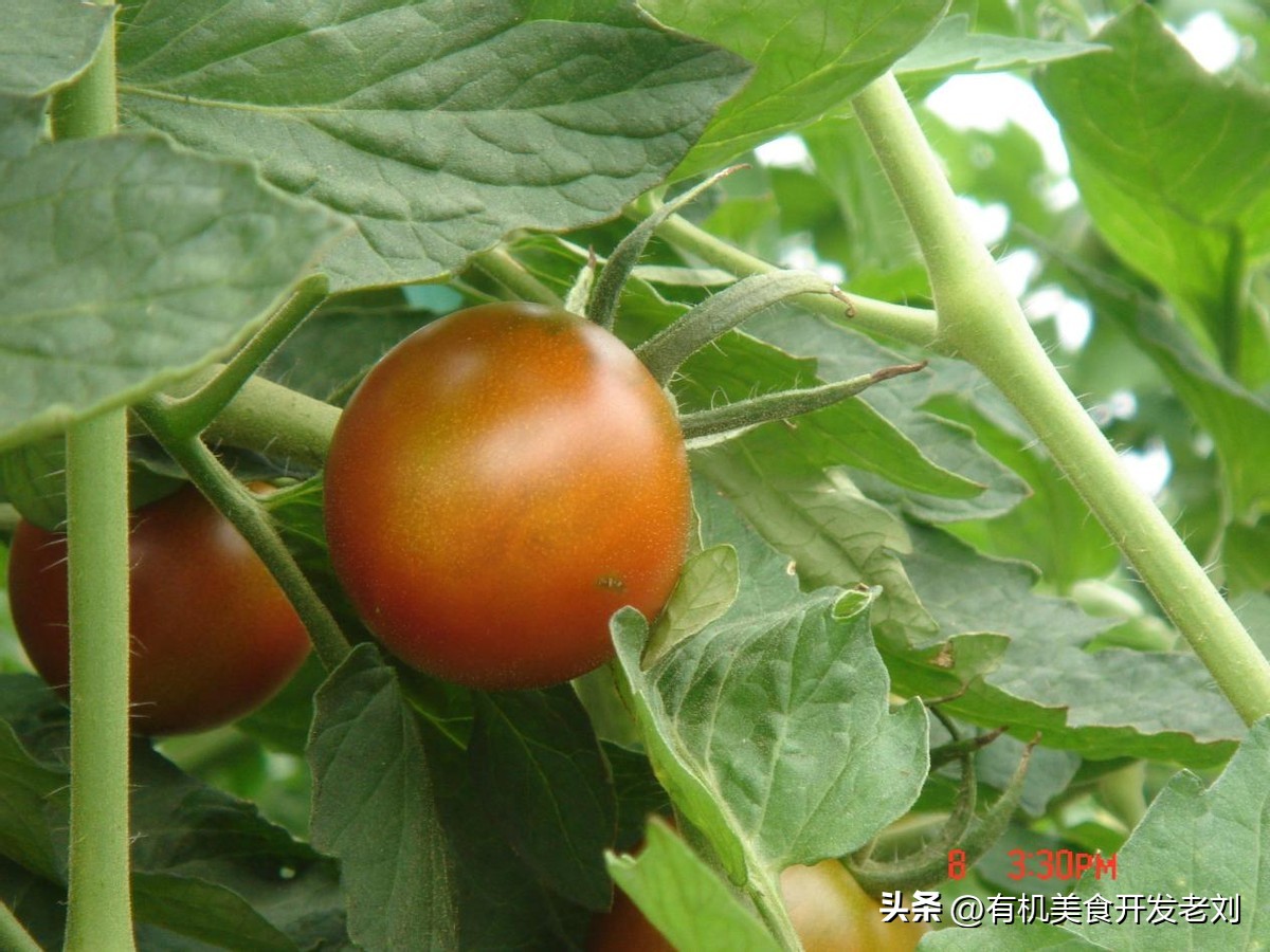 番茄怎么储存才能保持营养,番茄怎么储藏的时间长