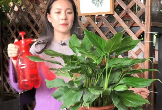 虎眼万年青的养殖方法和注意事项,万年青的养殖方法施什么肥料