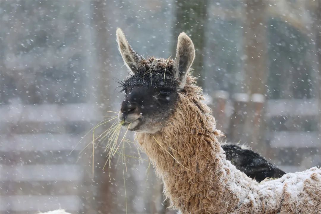 冬天的济南美丽雪景,济南的冬天平常与不平常的冬景