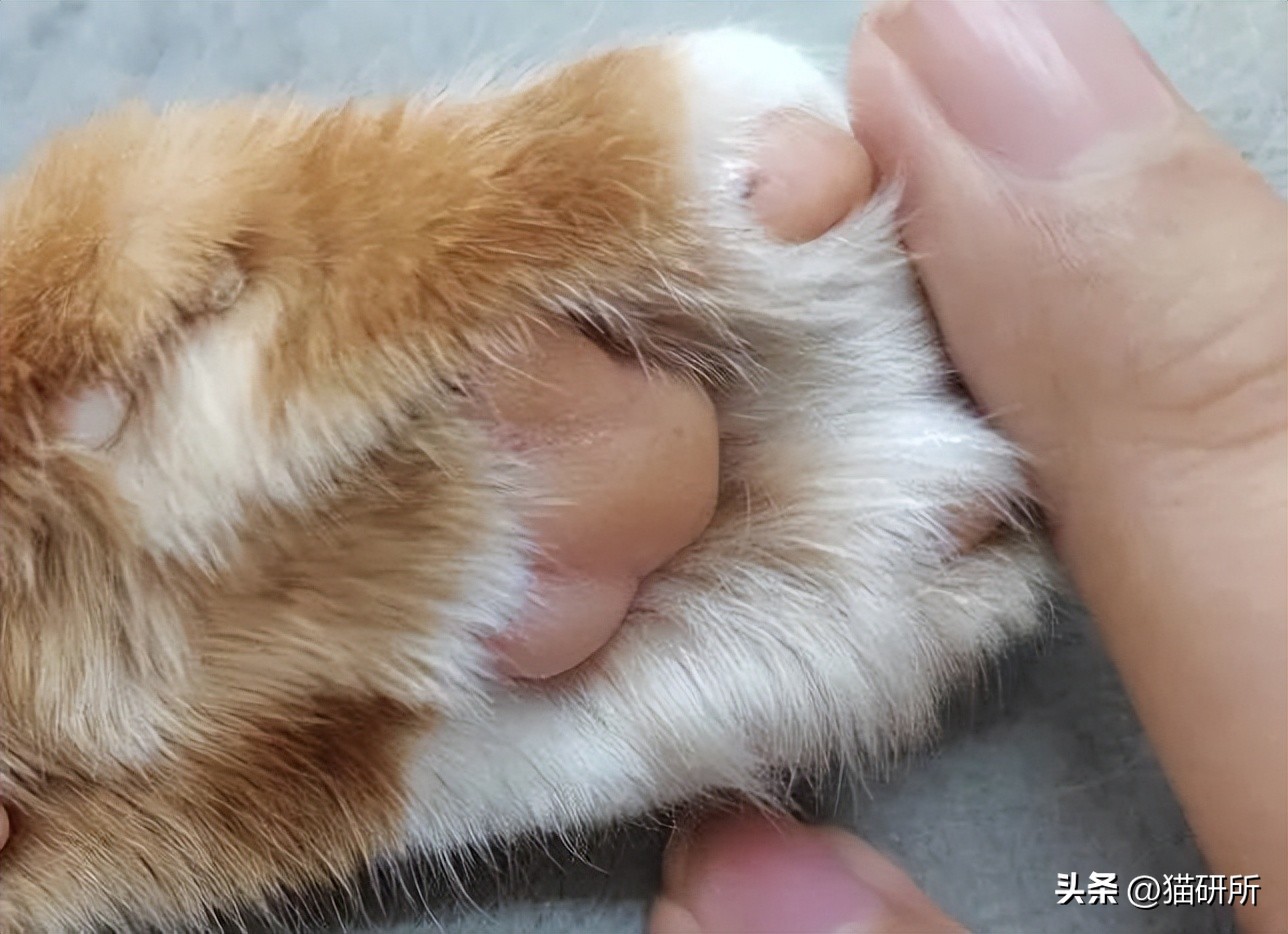 猫咪的肉垫看性格,猫咪肉垫形状代表什么性格