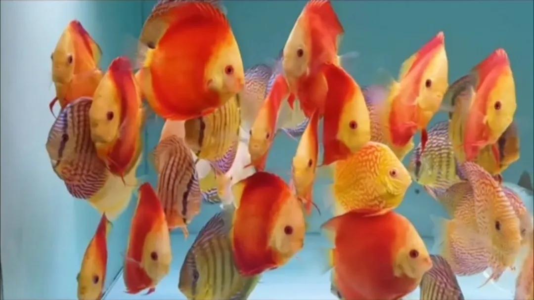 水族开网店需要什么,新手做水族店注意事项