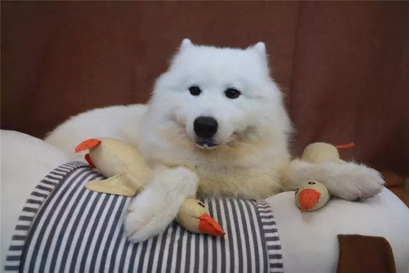 萨摩耶三个月了不爱吃饭,如何教萨摩耶慢慢吃饭