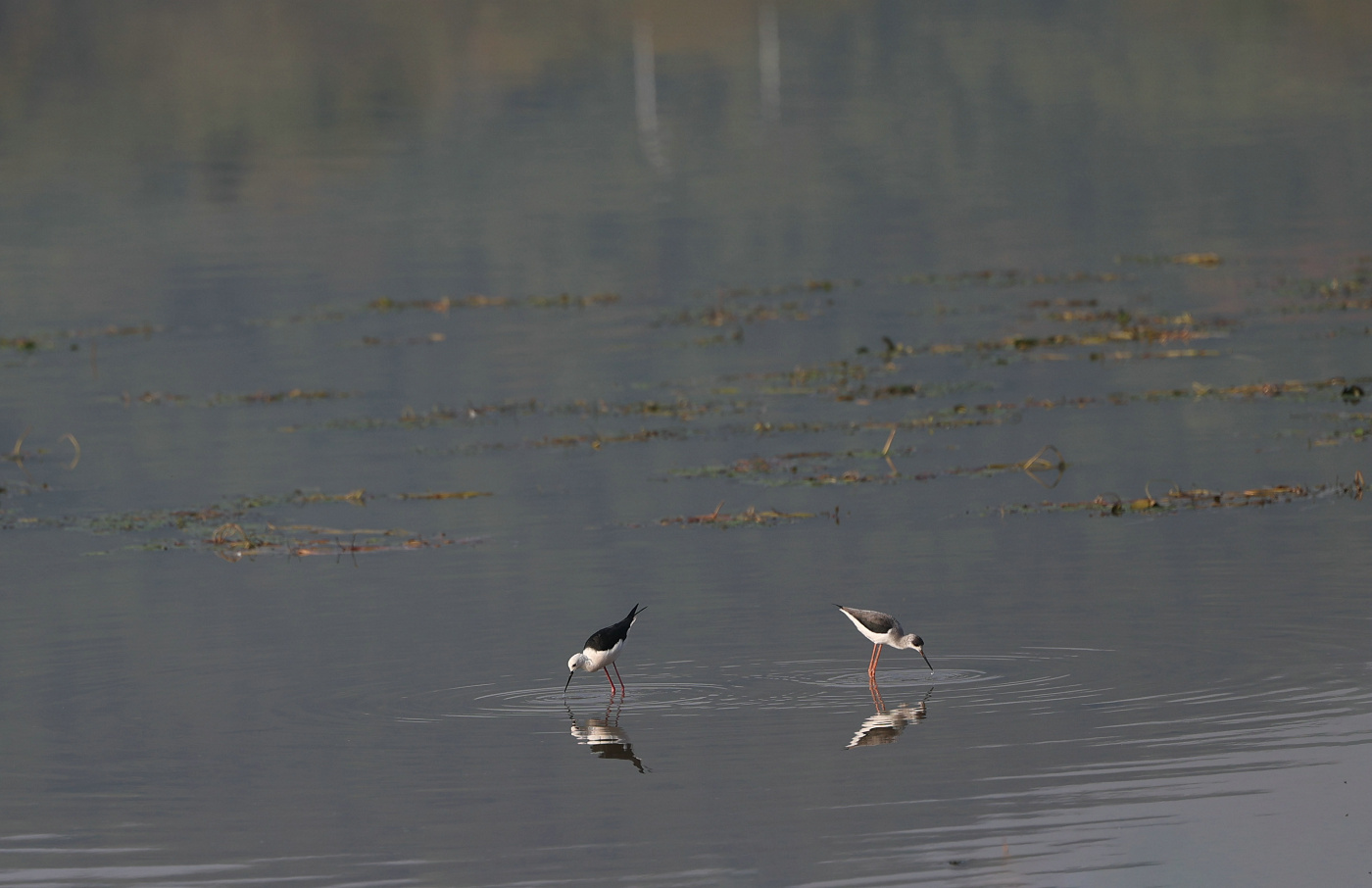 不出武汉赏银杏的地方,武汉好逛的森林公园