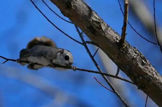 寒号鸟为什么叫鸟却不是鸟而是鼠,寒号鸟不属于鸟吗