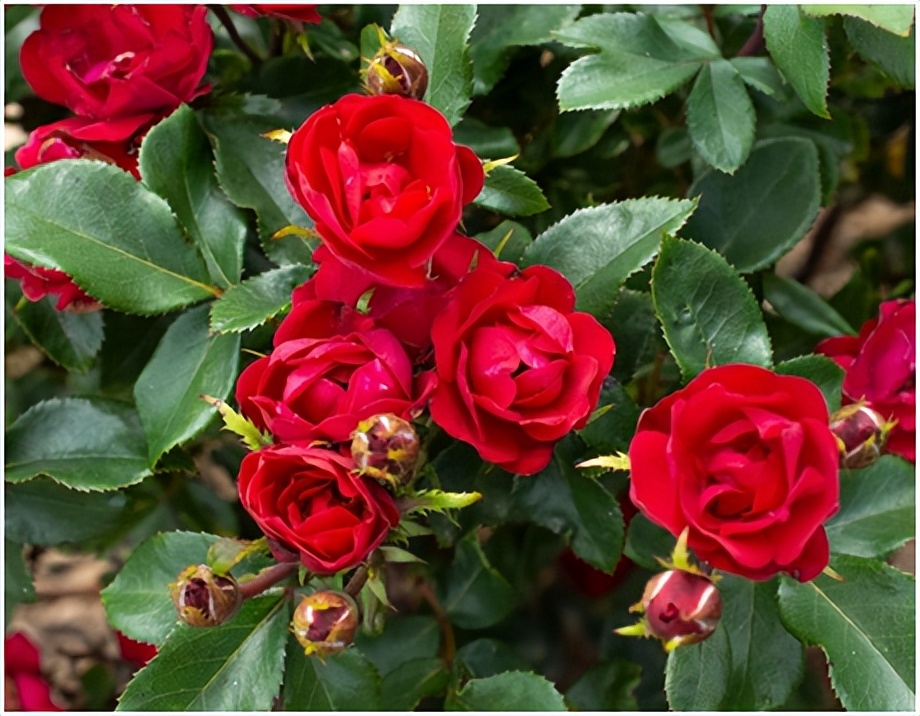 经典玫瑰品种 (玫瑰植物品种)