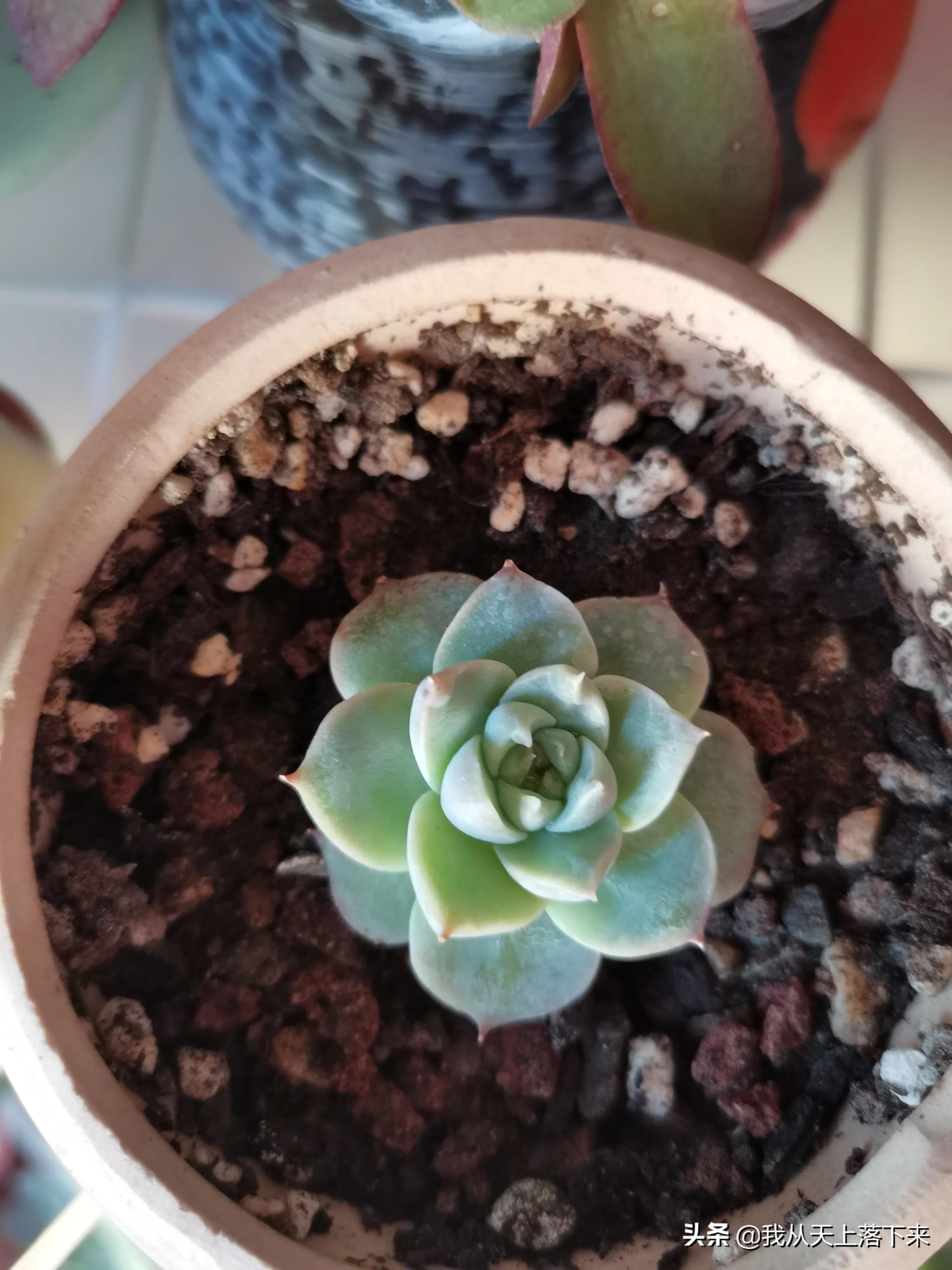 多肉品种及图片大全欣赏,多肉品种辨别图片大全欣赏