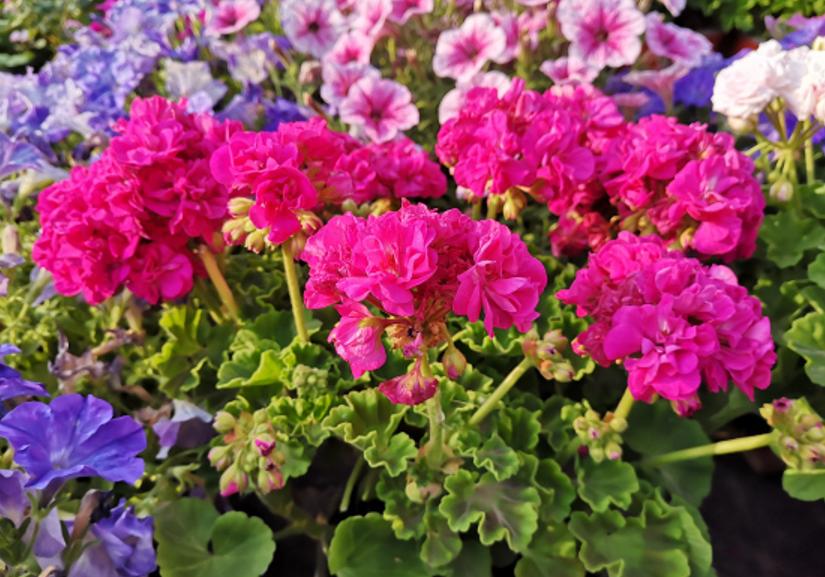 新手养花教你几个小技巧,新手想养花最好简单3步