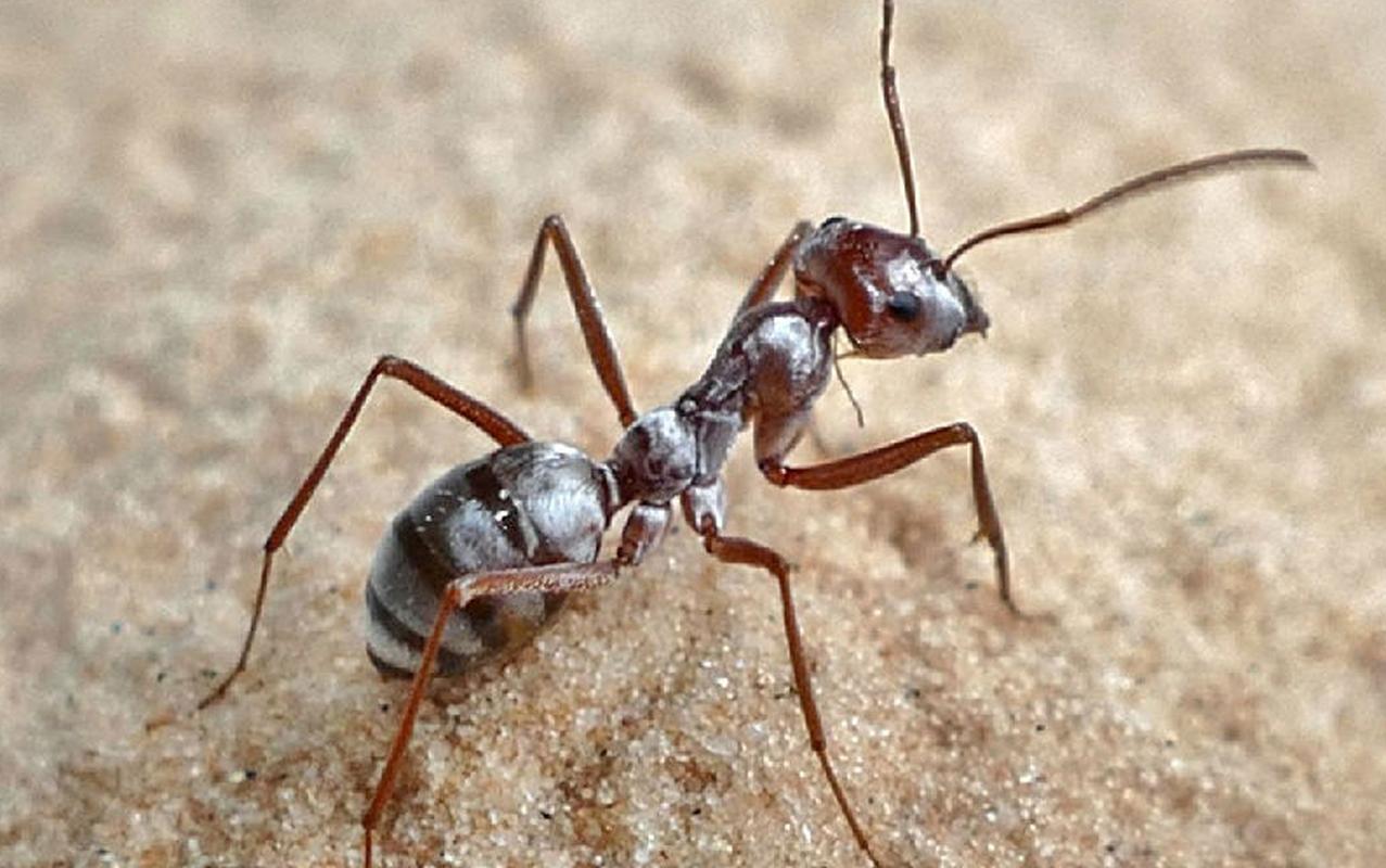 花盆里的小白虫对花有害吗,花盆里的小飞虫对植物有什么危害